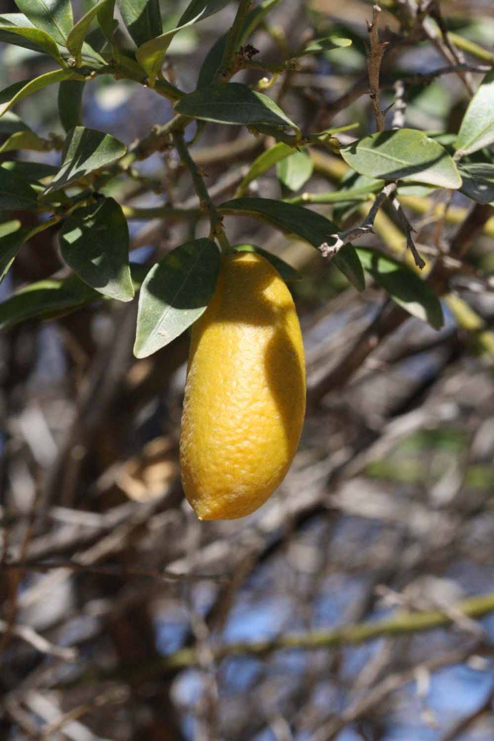              Fruit (Riverside, CA)       